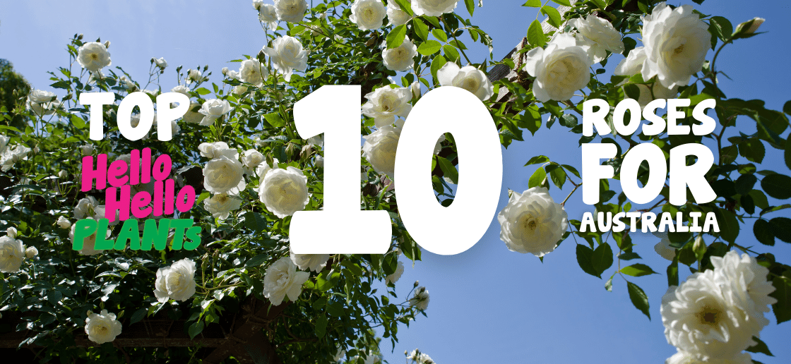 Hello Hello Plants article on the Top 10 Roses for Australia