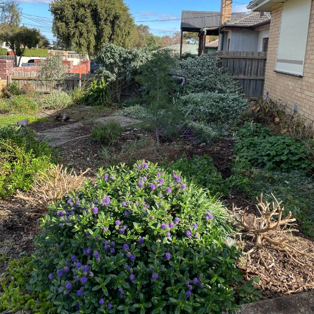 Garden in need of some winter maintenance ready for spring