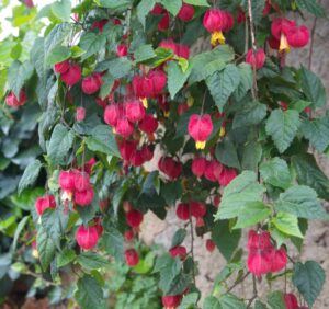 Abutilon megapotamicum Trailing Abutilon Chinese lantern red flowering hanging