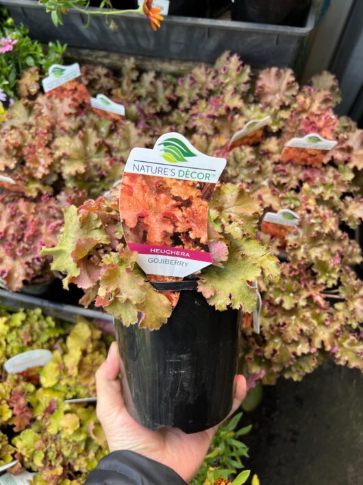 Heuchera hybrid coral bells Gojiberry 6in pot