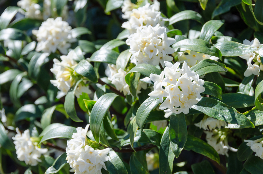 White flowering Daphne Perfume princess fragrant flowers