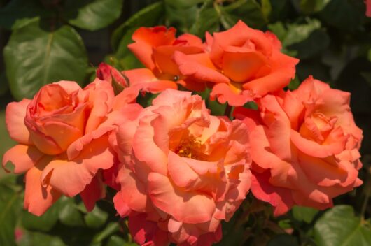 fairest cape rose rosa hybrid tea orange apricot mixed coloured rose