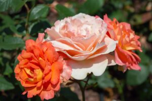 rosa hybrid tea Fairest Cape Rose Orange clusters with apricot mix rose