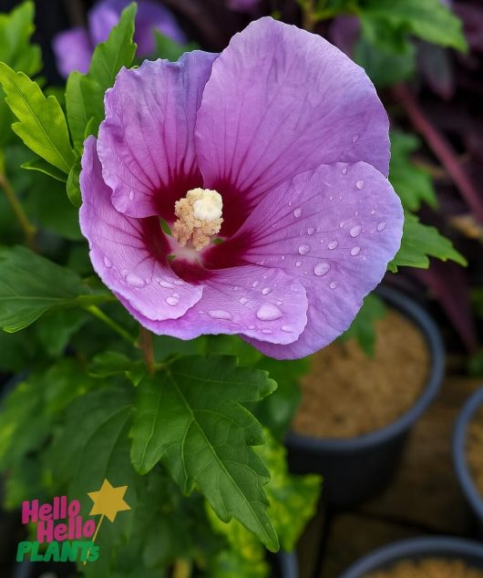 The Hibiscus 'Single Purple' in an 8" pot features a vibrant purple bloom with water droplets on its petals, standing out amidst lush green leaves and other potted plants in the background.