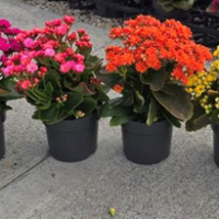 Five kalanchoe plants, each nestled in a 6" pot, showcasing vibrant blooms in shades of pink, dark pink, orange, yellow, and white arranged in a row on a concrete surface.
