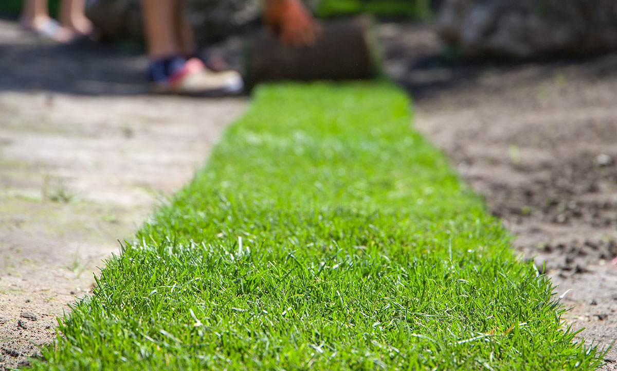 Laying fresh turf to replace a lawn