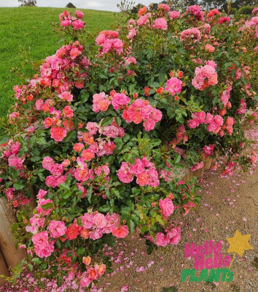 Maxivita Floribunda Rose masses of pink flowers