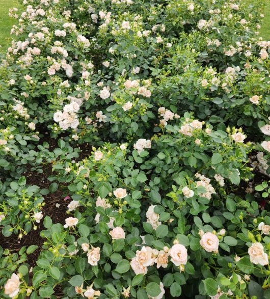 Rosa hybrid tea Aspirin white rose