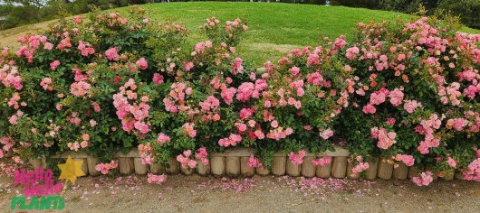Rose 'Maxivita®'