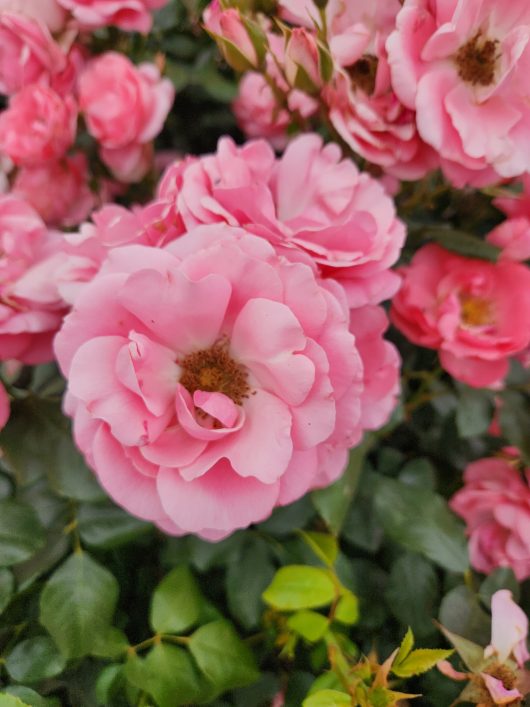 Rose 'Professor Sieber' PBR Bush Rose