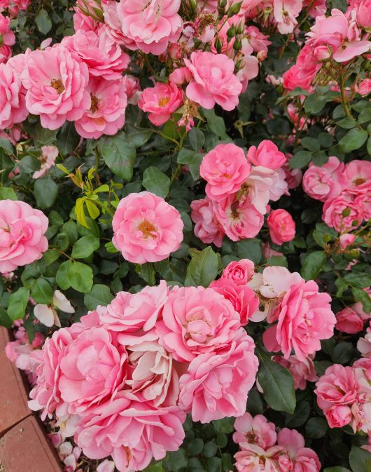 Rose 'Professor Sieber' PBR Bush Rose