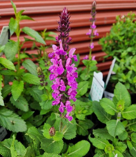 Salvia nemerosa Marvel Rose Sage flower bright purple pink long spike flower with lush green foliage