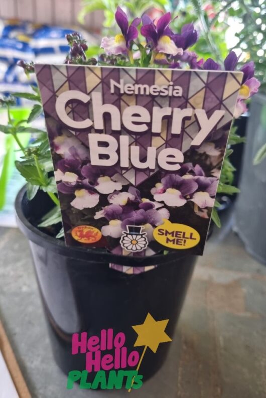 nemesia cherry blue pot 6inch purple yellow white flowers cottage plant