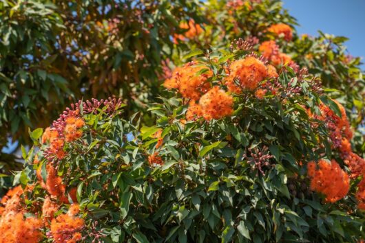 Red,Flowering,Gum,Eucalyptus