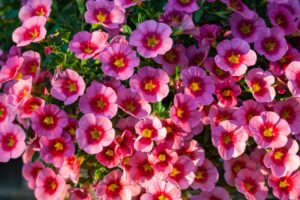 calibrachoa mini petunia cruze control pink delicious two tone pink