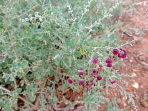 Einada nutans Nodding Saltbush Berry Saltbush Chenopodium nutans Rhagodia