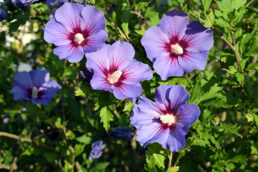 Hibiscus 'Single Purple' 6" Pot