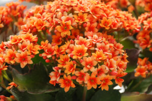 Succulent Kalanchoe blossfeldiana Orange Kalanchoe flowering Perennial indoor outdoor