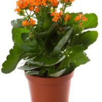 Kalanchoe 'Orange' 6" Pot