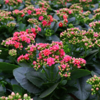 flowering perennial succulent kalanchoe pink flowers Kalanchoe