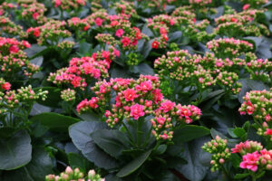 flowering perennial succulent kalanchoe pink flowers Kalanchoe