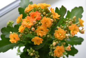 hello hello plants nursery Kalanchoe blossfeldiana Golden yellow orange Kalanchoe flowers