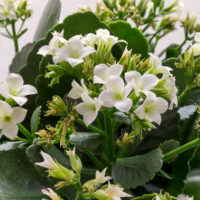 hello hello plants nursery Kalanchoe blossfeldiana White Kalanchoe flowers succulent perennial