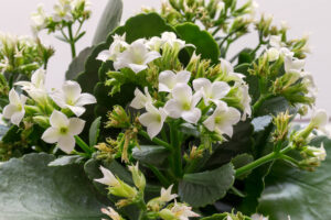 hello hello plants nursery Kalanchoe blossfeldiana White Kalanchoe flowers succulent perennial