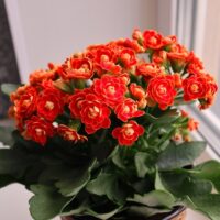 Kalanchoe blossfeldiana Red flowering succulent green foliage red flowers indoor outdoor
