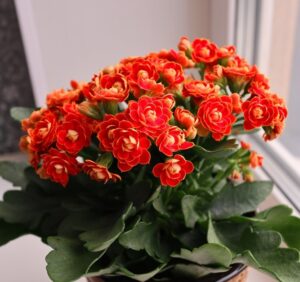 Kalanchoe blossfeldiana Red flowering succulent green foliage red flowers indoor outdoor