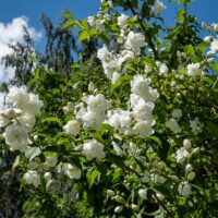 philadelphus virginalis mock orange virginal bush shrub