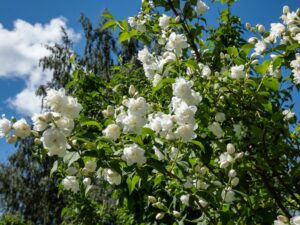 philadelphus virginalis mock orange virginal bush shrub