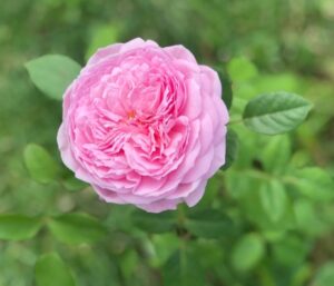 rosa kiss me kate rose pink buff rose fluffy ruffled climbing rose