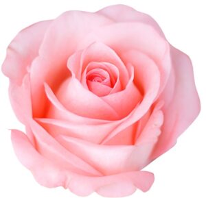 Rose 'Falling in Love™' Bush rose soft pink hybrid tea