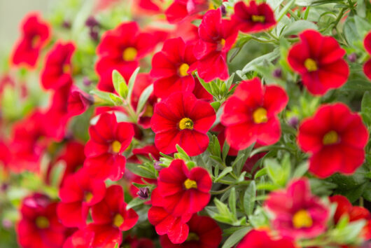 calibrachoa hybrid cruze control red million bella mini petunia red flowering cottage