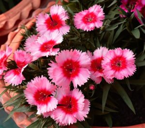 pink carnation burgundy eye dianthus flowers cut flowers garden beds pink