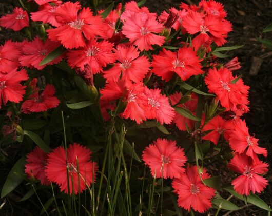 dianthus red carnation cottage flowering perennial