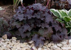 coral bells heuchera hybrid black beauty dark purple foliage