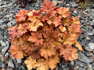 Heuchera sanguinea coral bells frilly caramel colour autumn foliage