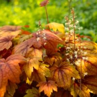 heuchera coral bells gojiberry orange red border foliage flowers