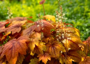 heuchera coral bells gojiberry orange red border foliage flowers