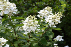 Tardiva Hydrangea paniculata white flowers shrub