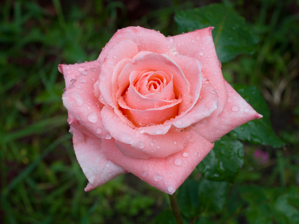 Sonia hybrid tea rose pink cut flower rose garden