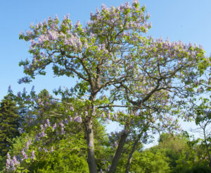 paulwonia powton sapphire dragon tree empress tree large feature mauve purple flowering