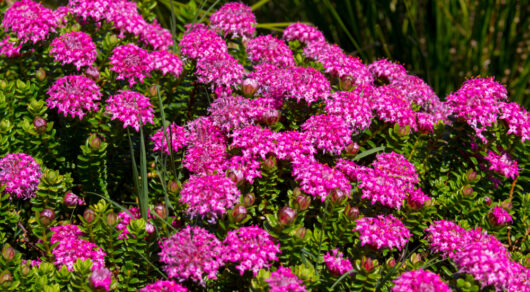 pink rice flowers hot pink deep dream pimelea rosea