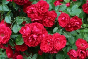 Red Rose Amadeus Rosa floribunda masses of red roses gardens