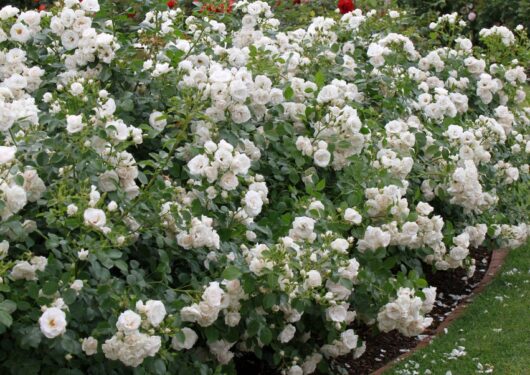 rosa floribunda white mass flowering roses bush rose Aspirin