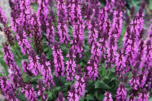 salvia nemerosa sage hot pink purple flowering border