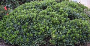 Indian Hawthorn Yedda Hawthorn Green dense shrub hedge rhaphiolepis umbellata indica