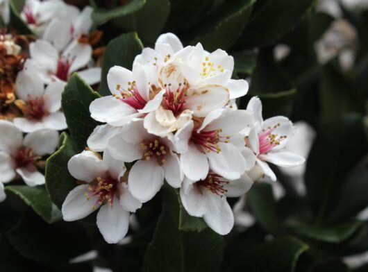 rhaphiolepis umbellata indica yedda hawthorn indian hawthorn white flowers scented pink fragrant